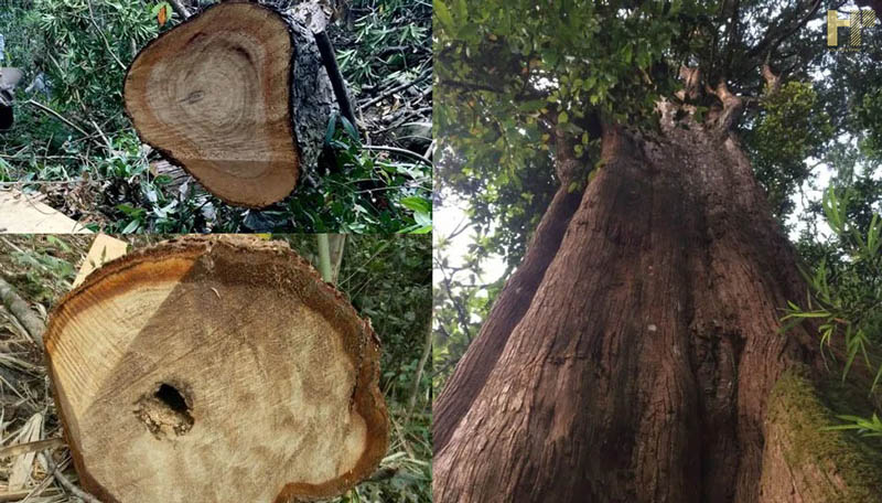 Giá Gỗ Pơ mu hiện nay bao nhiêu 1m3? Mua gỗ Pơ mu ở đâu?