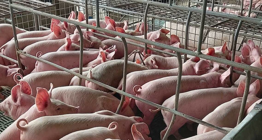 Giá heo giống hôm nay bao nhiêu 1 con? 