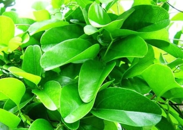 10kg lá sương sâm giá bao nhiêu ?