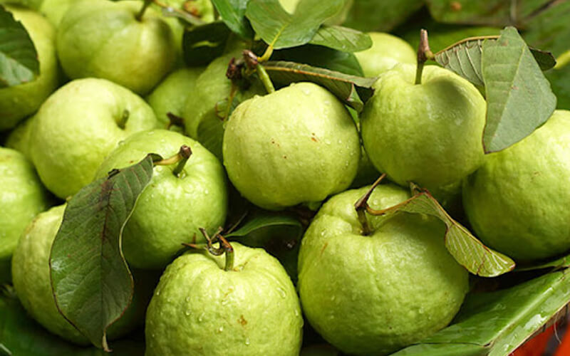 Giá ổi hôm nay bao nhiêu tiền 1kg? Giá các loại ổi hiện nay?