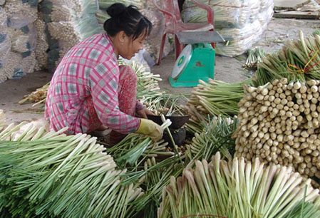 Giá củ sả tươi hôm nay bao nhiêu 1kg? Mua sả tươi ở đâu?