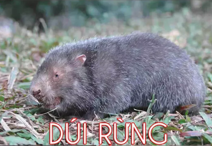 Giá thịt Dúi rừng bao nhiêu tiền 1Kg?