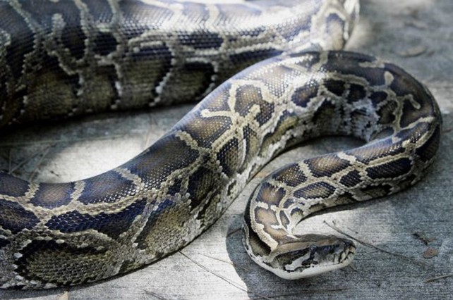 Giá Trăn thịt bao nhiêu tiền 1Kg?