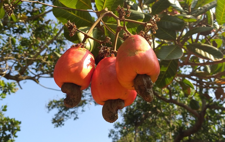 [Tham khảo] Giá hạt điều hôm nay bao nhiêu tiền 1kg?