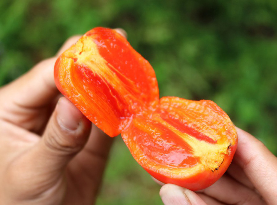 Cách chọn mua quả hồng trứng Đà Lạt ngon từ nhà vườn