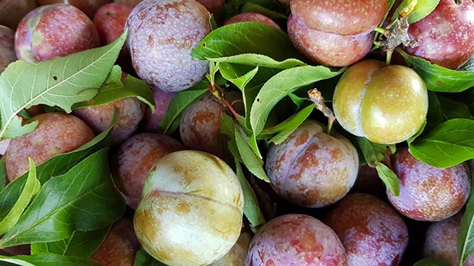 Bà bầu ăn mận được không? Bà bầu ăn mận được không?