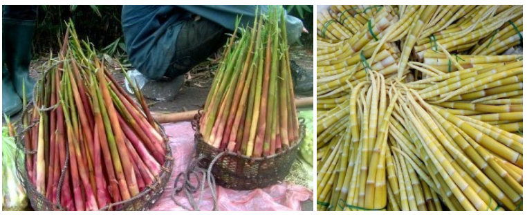 Măng trúc Yên Tử giá bao nhiêu? Các món ngon từ măng trúc