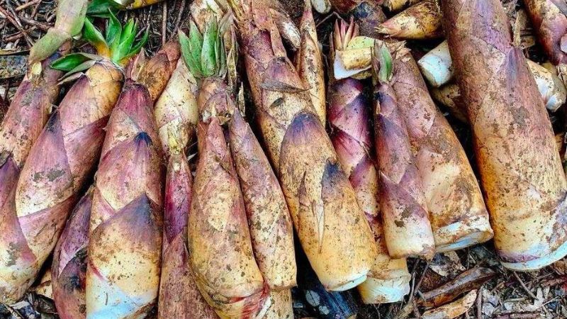 Măng vầu là gì? Giá măng vầu hôm nay bao nhiêu 1kg?