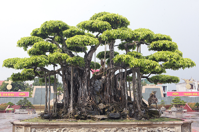 Giá 3 loại cây cảnh đắt nhất Việt Nam hiện nay