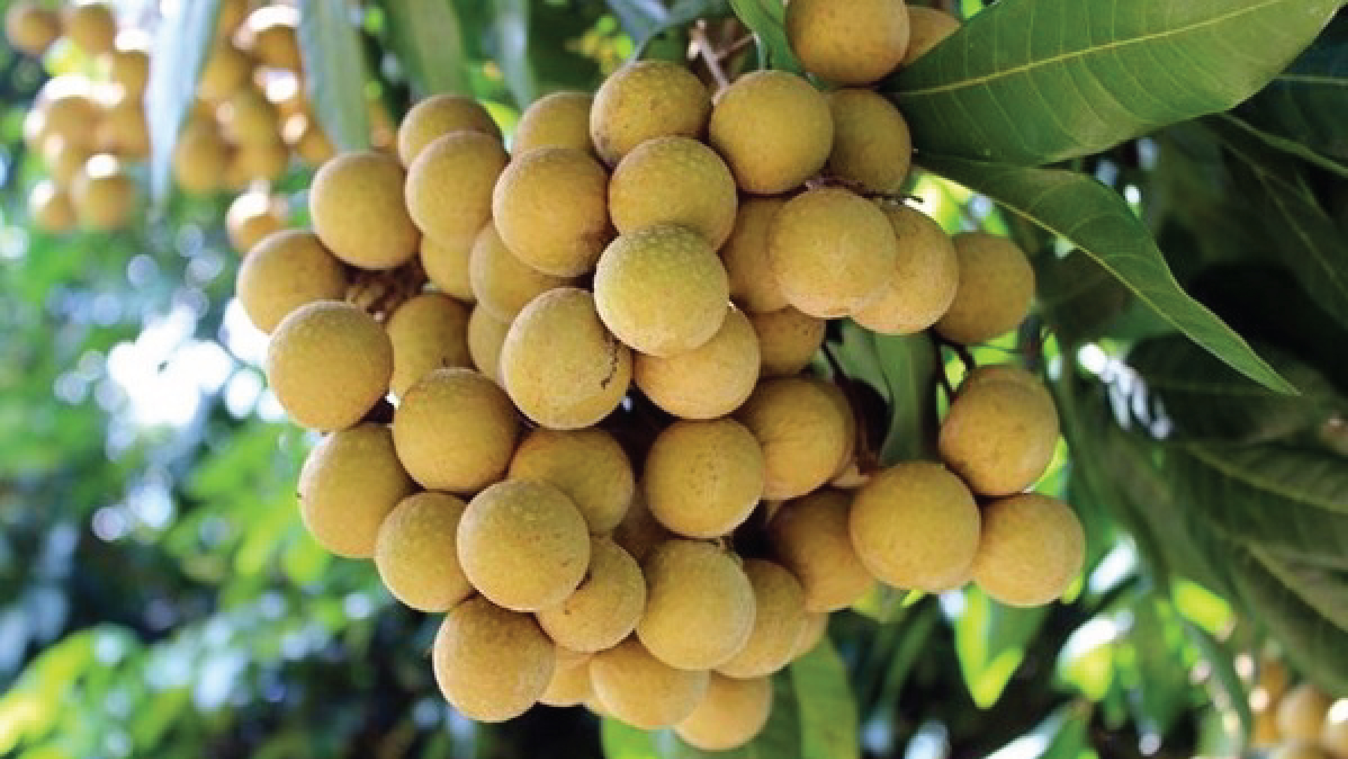 Nhãn lồng Hưng Yên: Hương vị tiến vua, trứ danh Phố Hiến