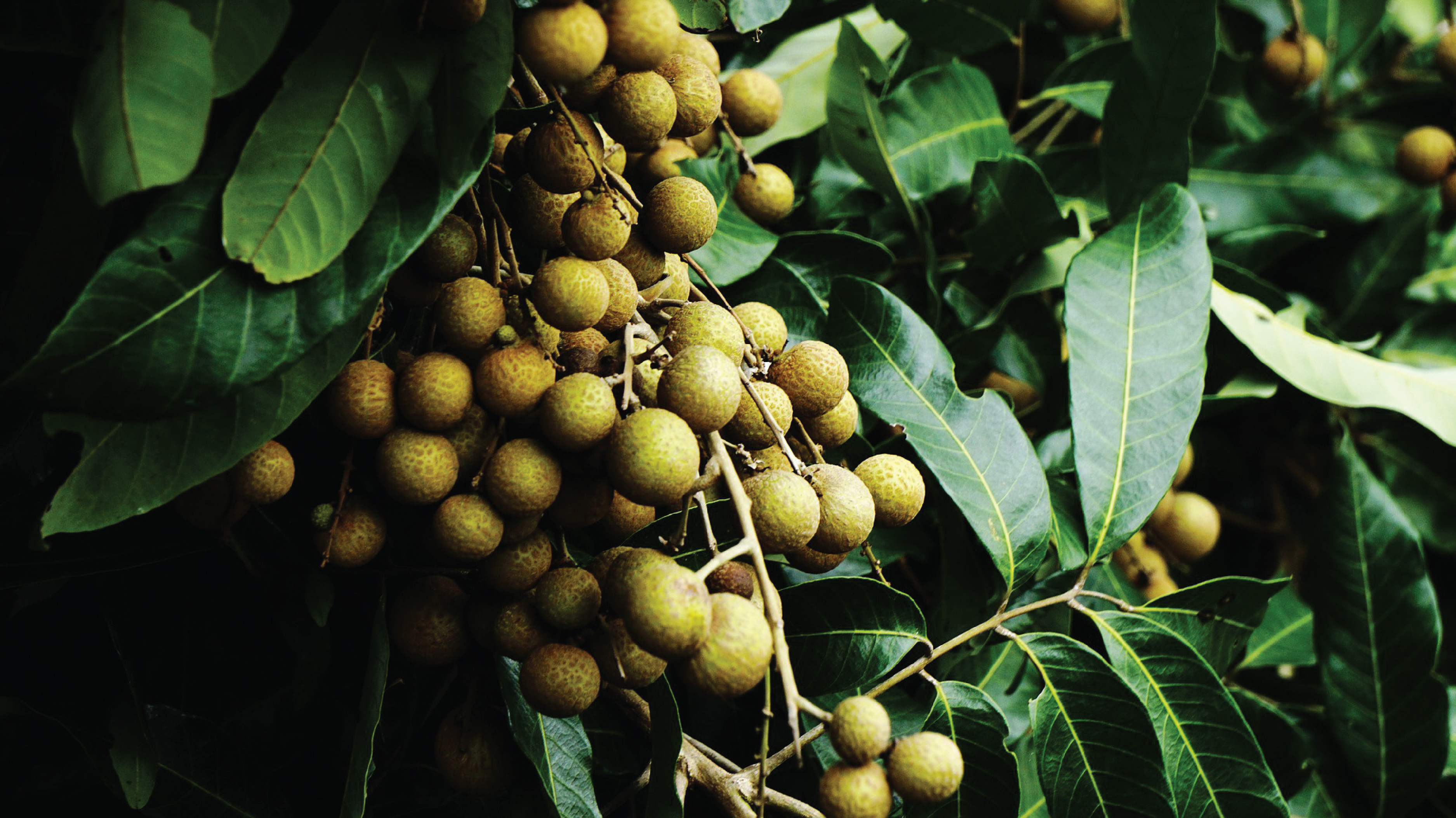 Top 5 loại nông sản nổi tiếng của Vùng Đất Hưng Yên