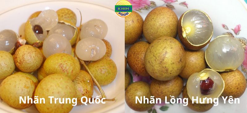 Cách phân biệt nhãn lồng hưng yên và nhãn trung quốc