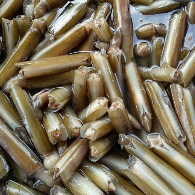 Giá Ốc Móng tay bao nhiêu tiền 1Kg?