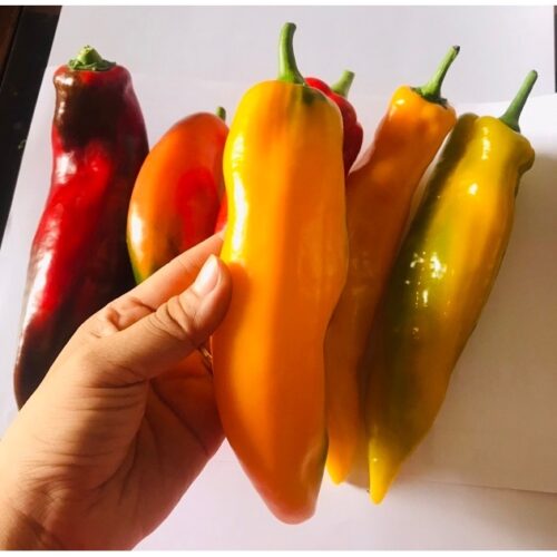 Giá ớt trái cây Đà Lạt bao nhiêu tiền 1 kg?