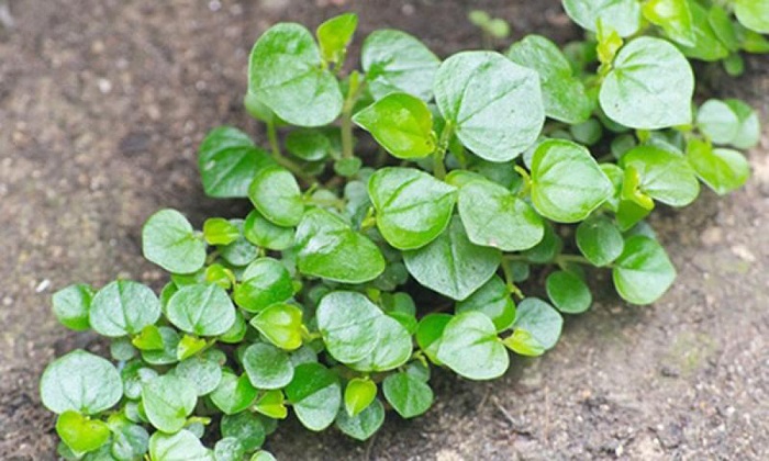 Giá rau càng cua hôm nay bao nhiêu 1kg?