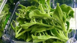 Rau Bông Tuyết - Rau Kim Cương