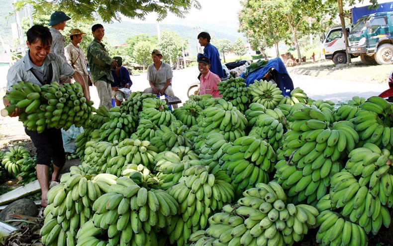 Tình hình tiêu thụ nông sản Miền Bắc hiện nay