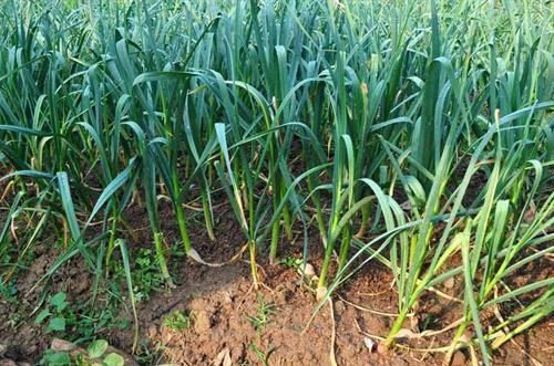 Giá tỏi lá tại hà nội bao nhiêu tiền 1kg? Tỏi lá có tác dụng gì? Giá tỏi lá tại hà nội bao nhiêu tiền 1kg? Tỏi lá có tác dụng gì?