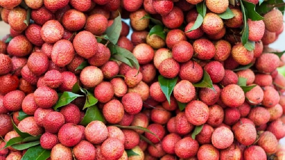 Giá Vải thiều Thanh Hà bao nhiêu tiền 1 kg?