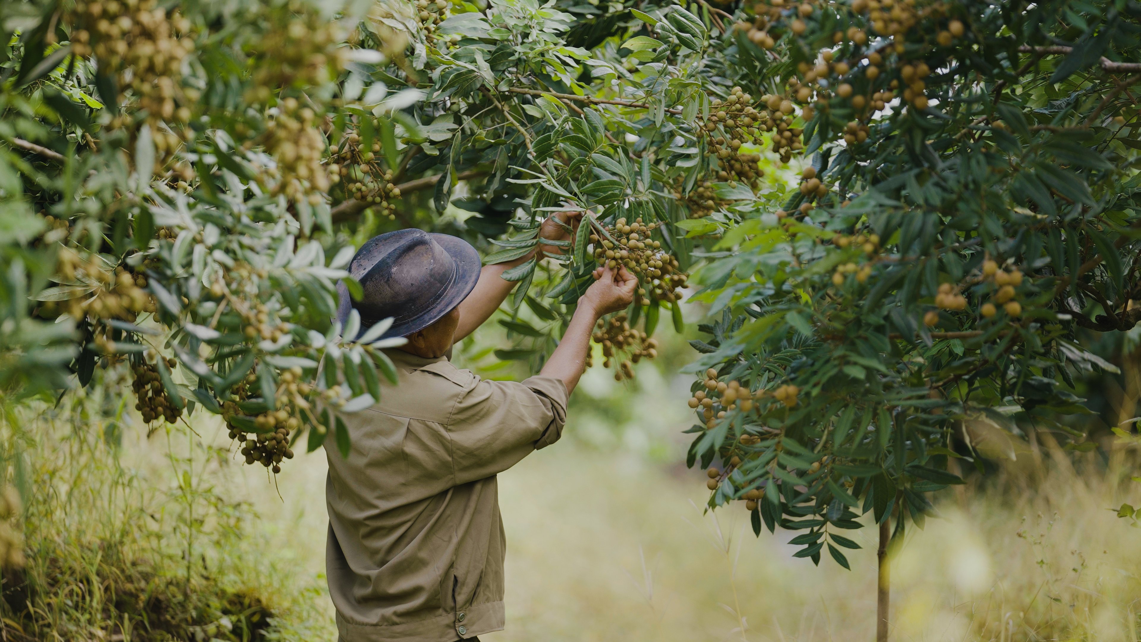 Nâng Tầm Nông Sản Hưng Yên - Vươn Tầm Cao Mới Nâng Tầm Nông Sản Hưng Yên - Vươn Tầm Cao Mới