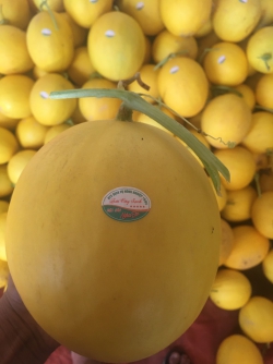 Dưa kim cô nương