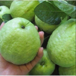 Ổi lê Đảo Bầu