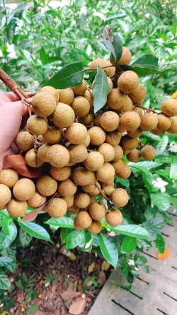 Nhãn cùi Đảo Bầu