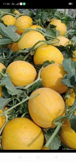 Hợp tác xã Nông nghiệp Tiên Cường