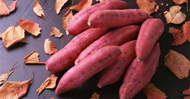 Khoai lang Miền Bắc