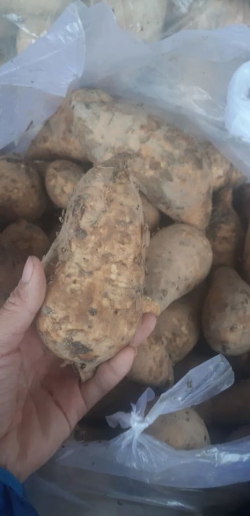 Khoai lang mật Hàm Long