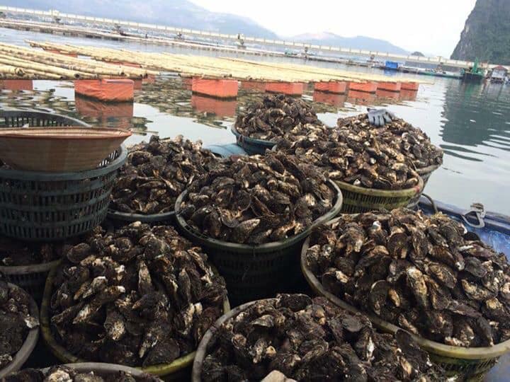 Hải Sản Quảng Ninh