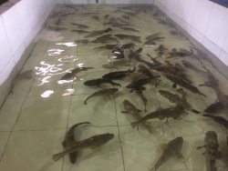 Cá song trân châu