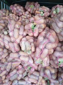 Bí đỏ củ lạc