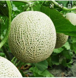 Dưa Lưới Vỏ Xanh - TL3 quả tròn, thịt màu cam, rất thơm và ngọt, độ đường 14 - 15%, trái nặng 1,3 - 1,5 kg