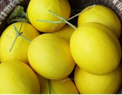 Dưa Vàng Kim Hoàng Hậu