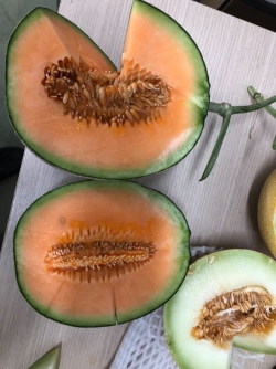 Dưa lưới nhà kính