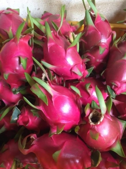 Thanh long ruột trắng