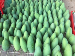 Xoài tượng da xanh Sơn La