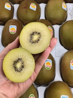 Kiwi vàng New Zealand