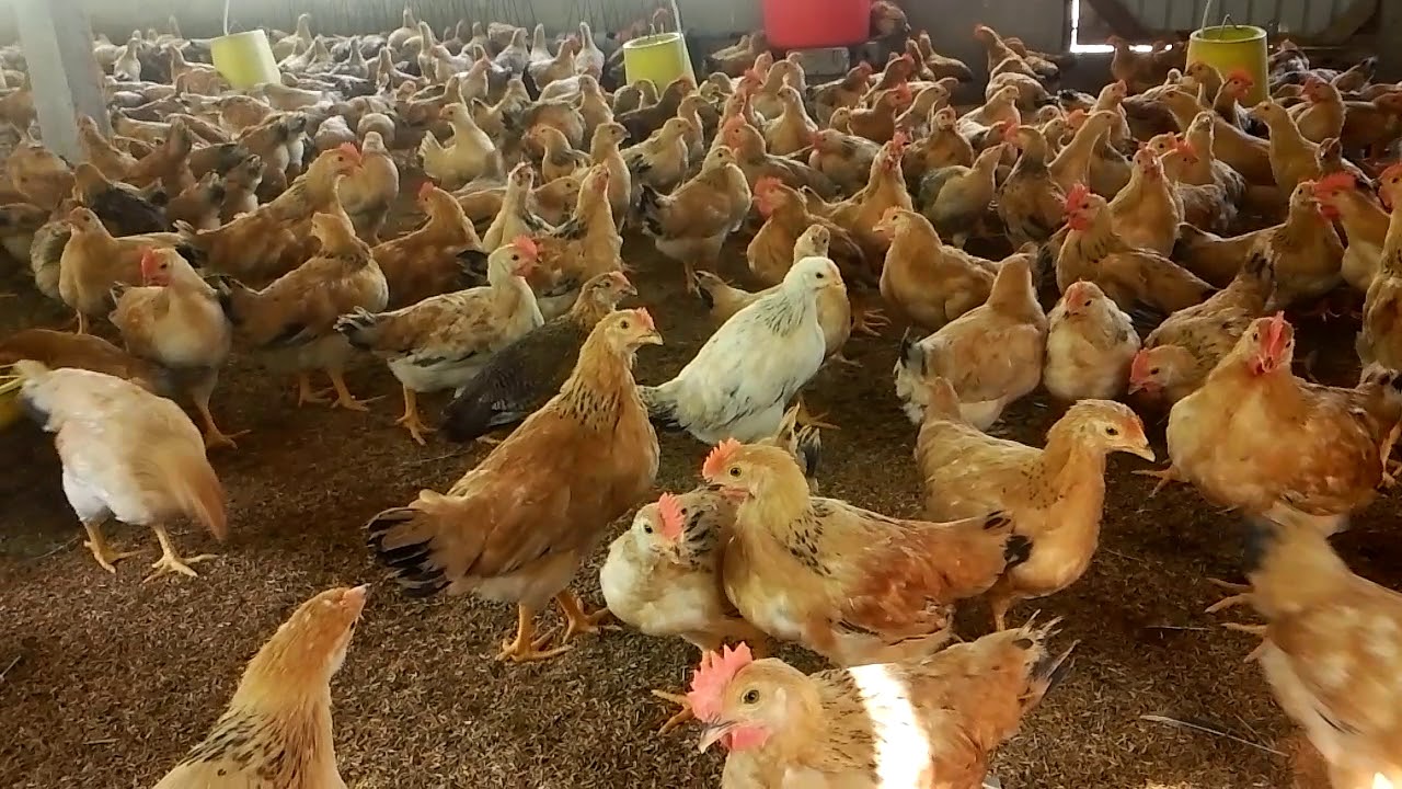 Gà Thịt anh Hưởng