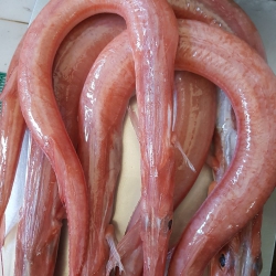 Cá chìa vôi đỏ