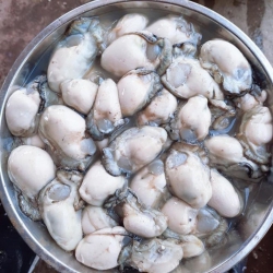 Hàu sữa Vân Đồn