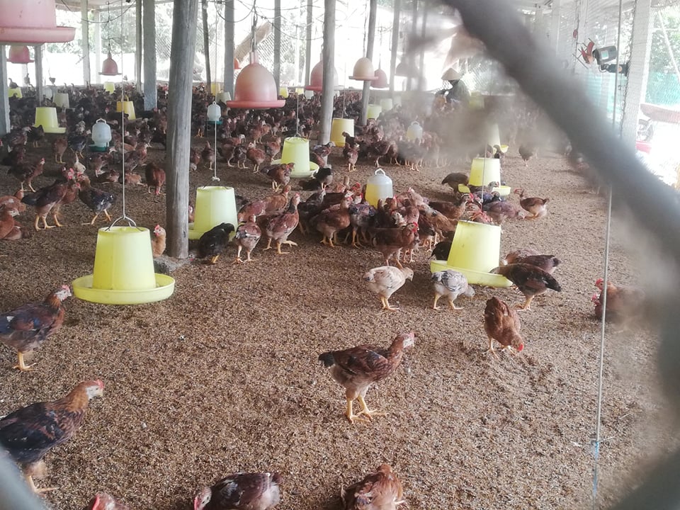 Gà Thịt Nhà anh Thọ