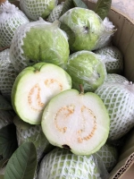 Ổi Thanh Hà - Hải Dương