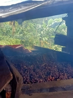 Thảo quả sấy khô