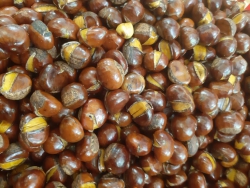 Hạt dẻ rang sẵn