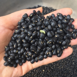 Đỗ đen xanh lòng