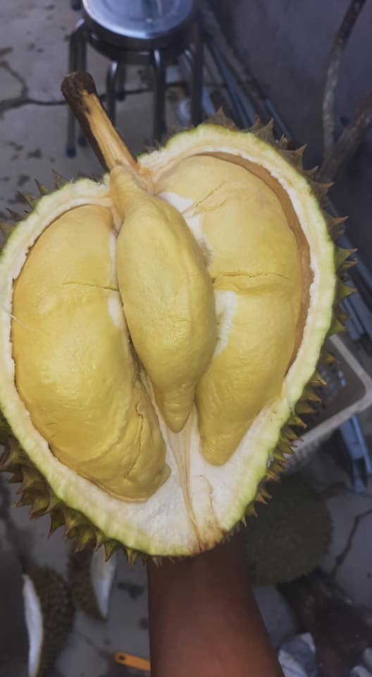 Sầu riêng Sang Mơ