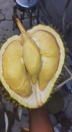 Sầu riêng Sang Mơ