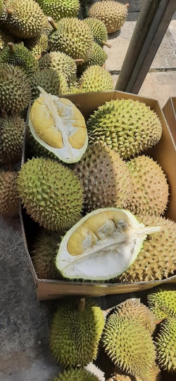 Sầu riêng ri 6 Đắk Lắk